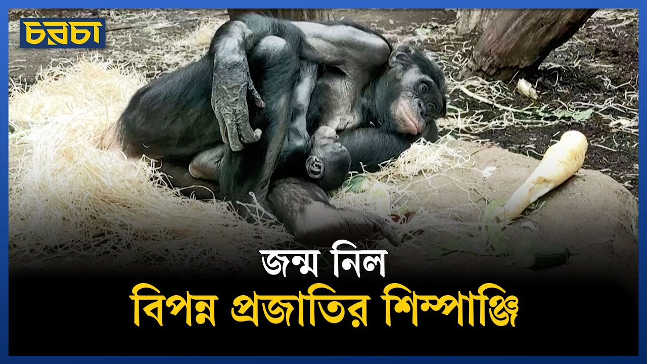 ফ্রাঙ্কফুর্ট চিড়িয়াখানায় বিরল প্রজাতির শিম্পাঞ্জি