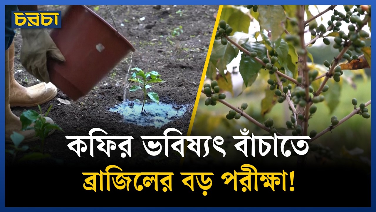 বিশ্বের সবচেয়ে বড় শহুরে কফি বাগানের নতুন ১৫০০ চারা কেন আলাদা?