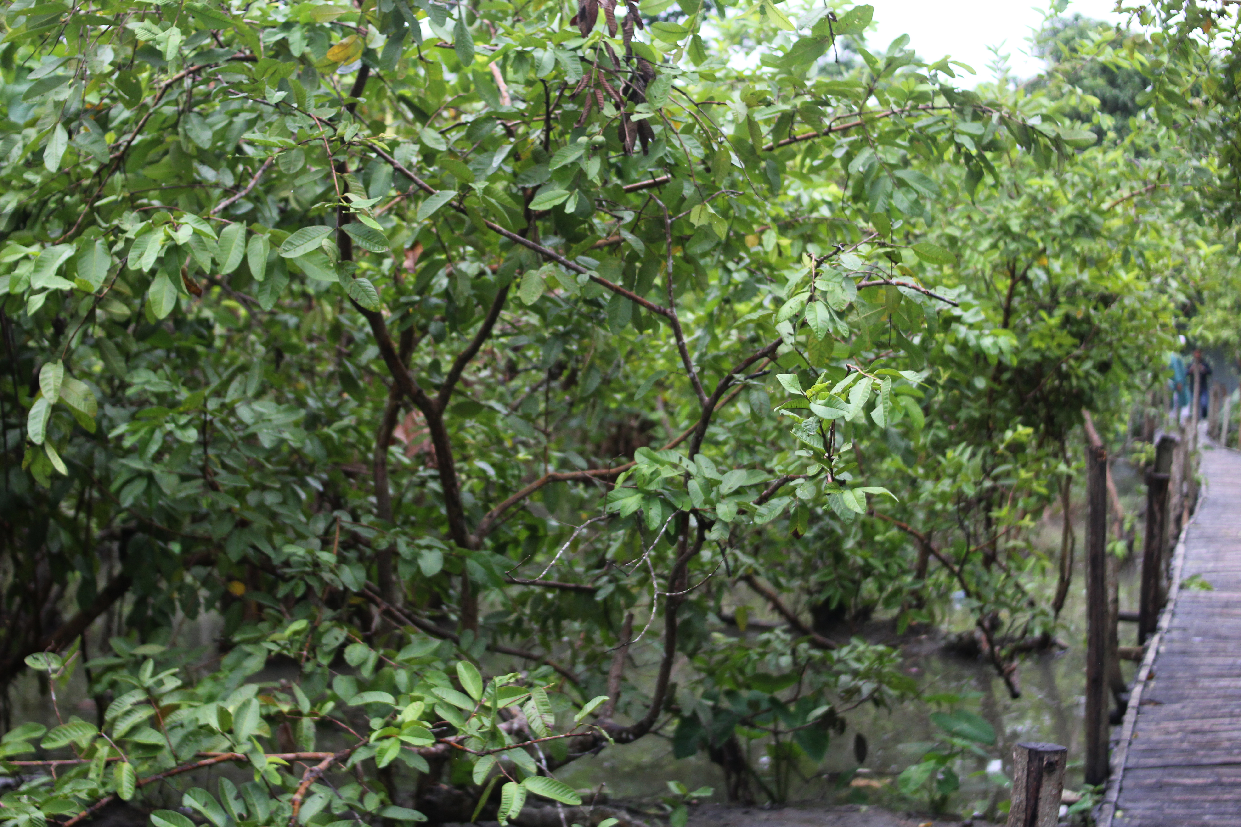 বরিশালের একটি পেয়ারা বাগান। ছবি: চরচা