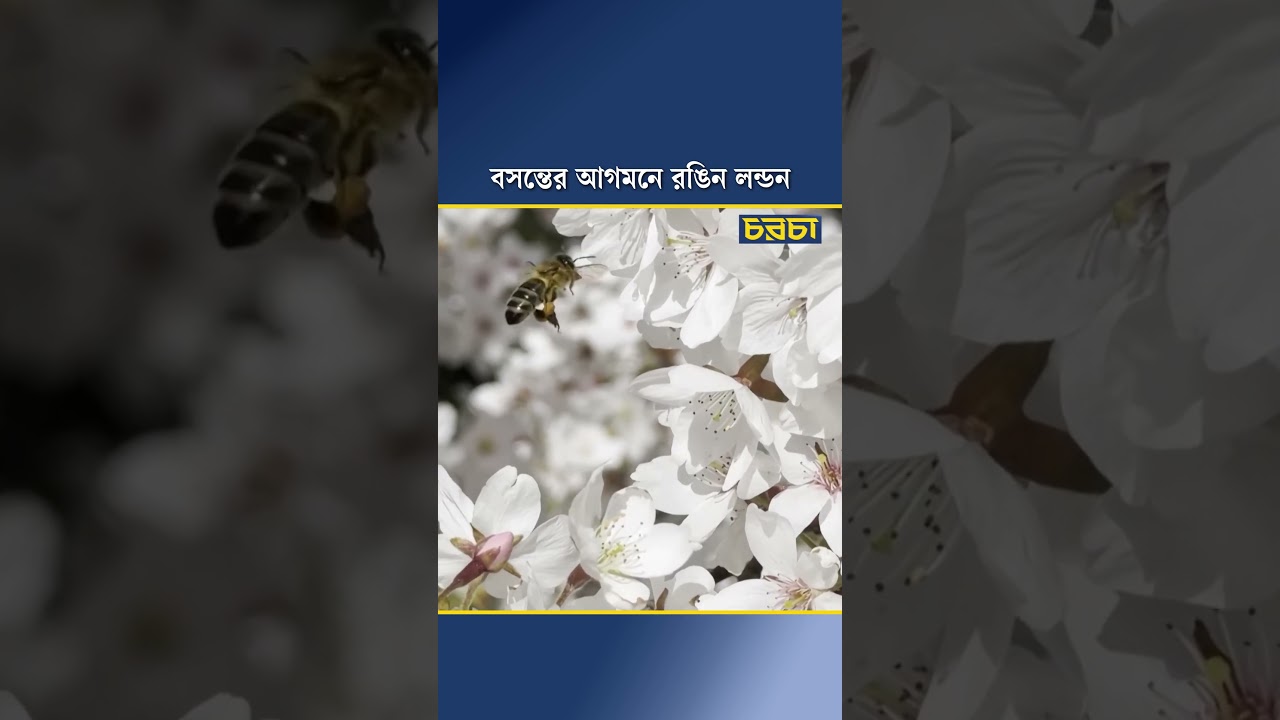 বসন্তের আগমনে রঙিন লন্ডন