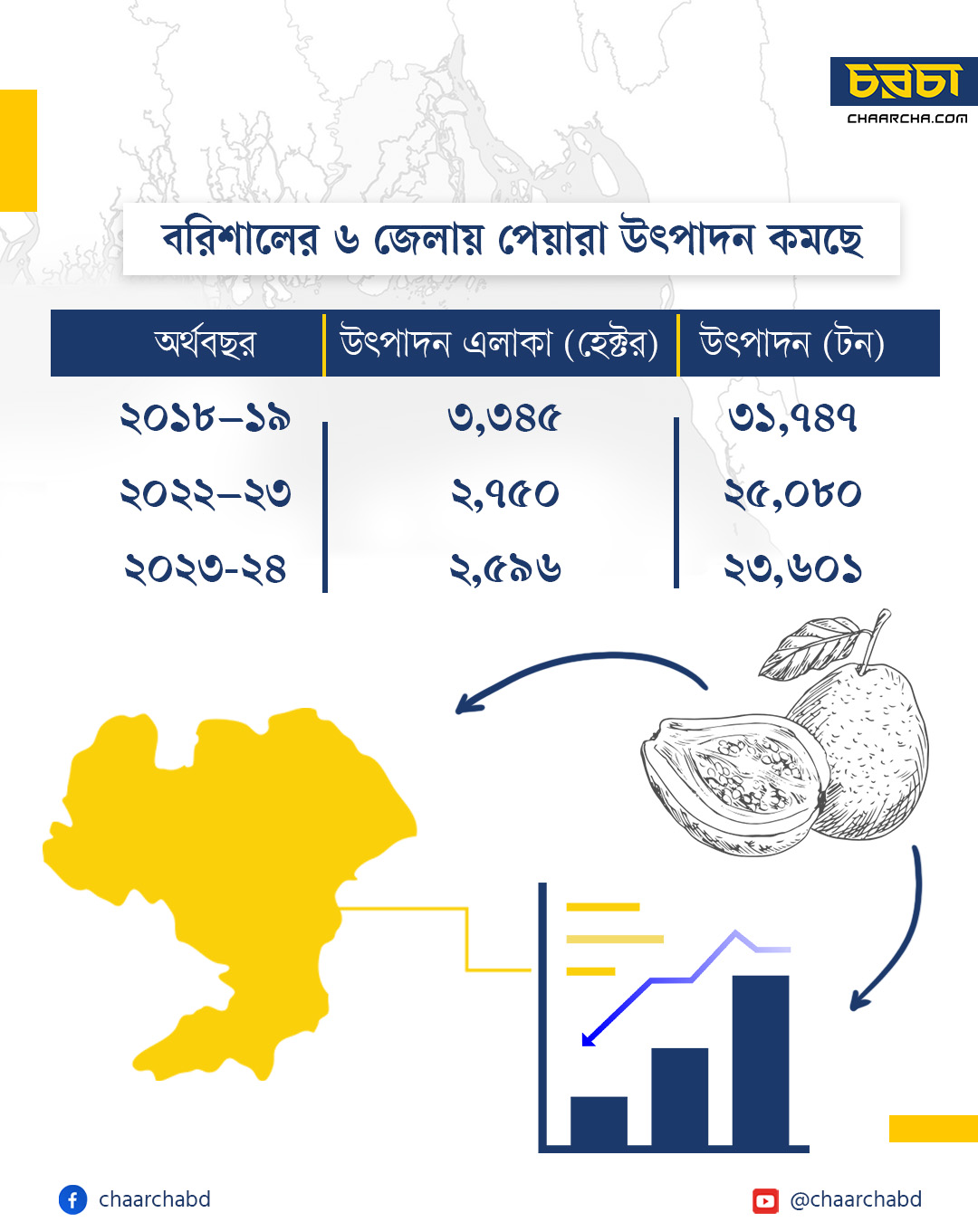 বরিশালের ছয় জেলায় পেয়ারা উৎপাদন কমছে। ছবি: চরচা