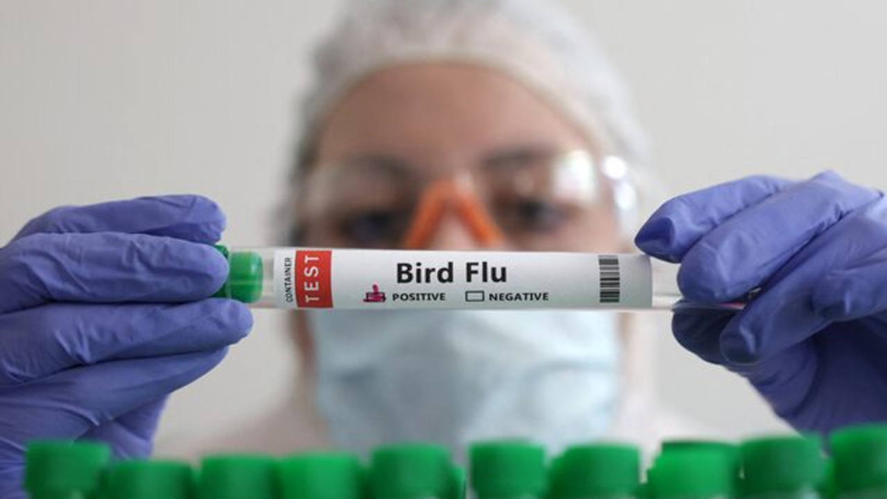 bird flu-2