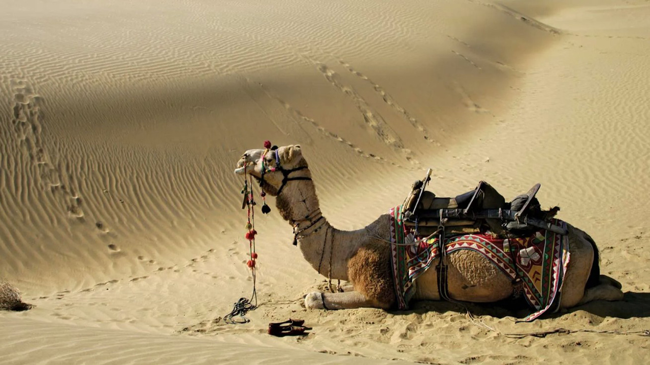 camel-india-1