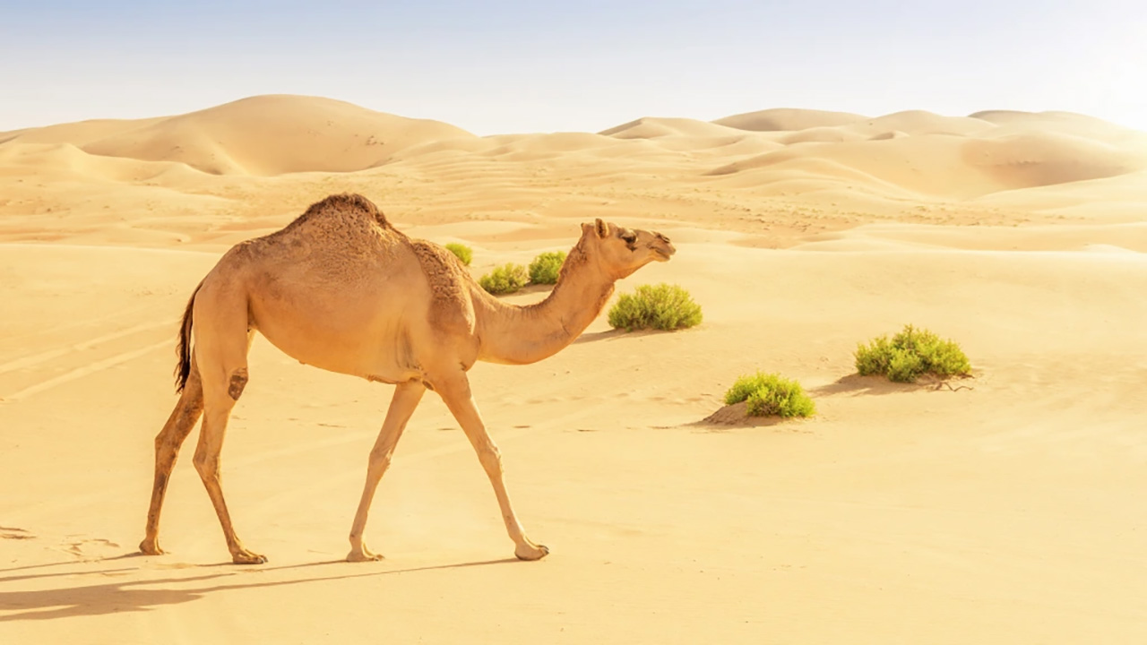 camel-india-3