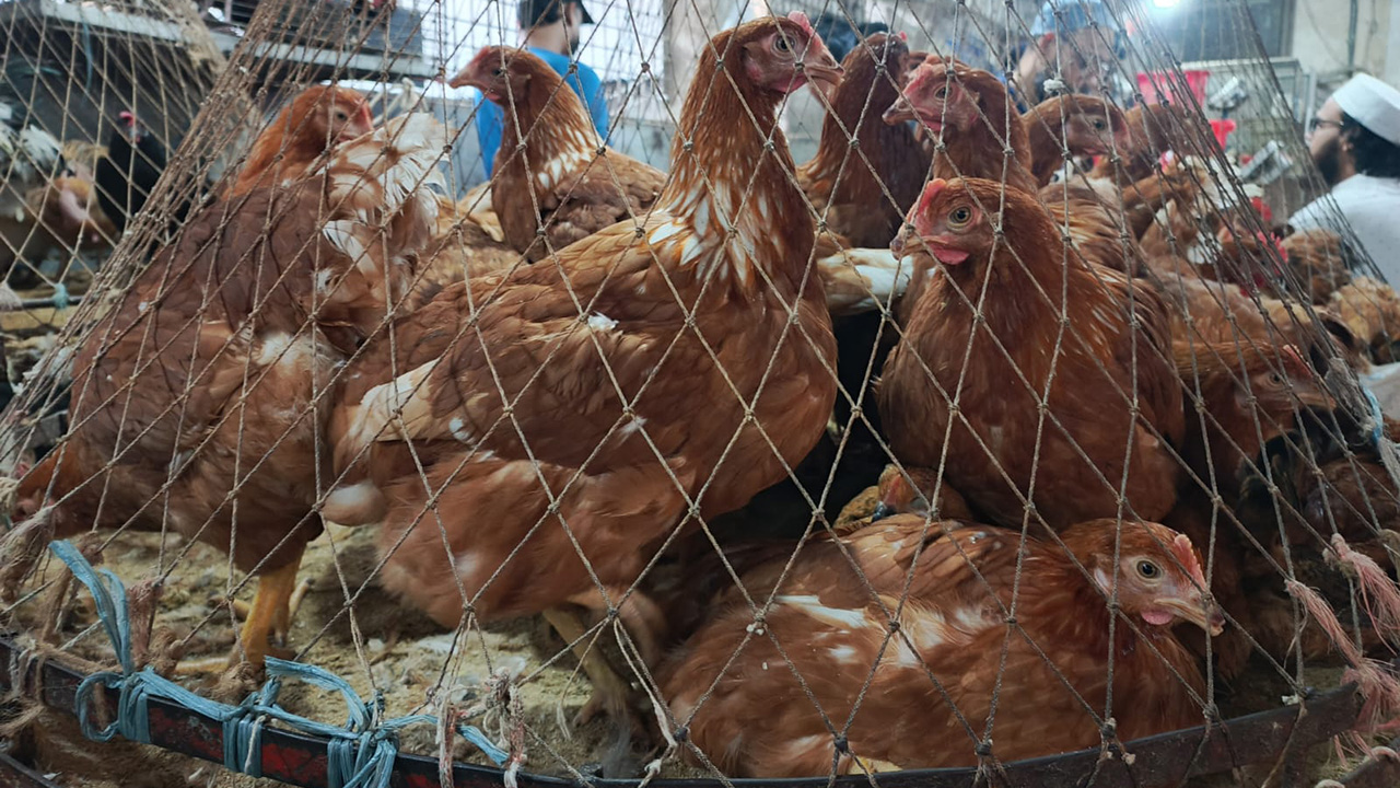 chicken
