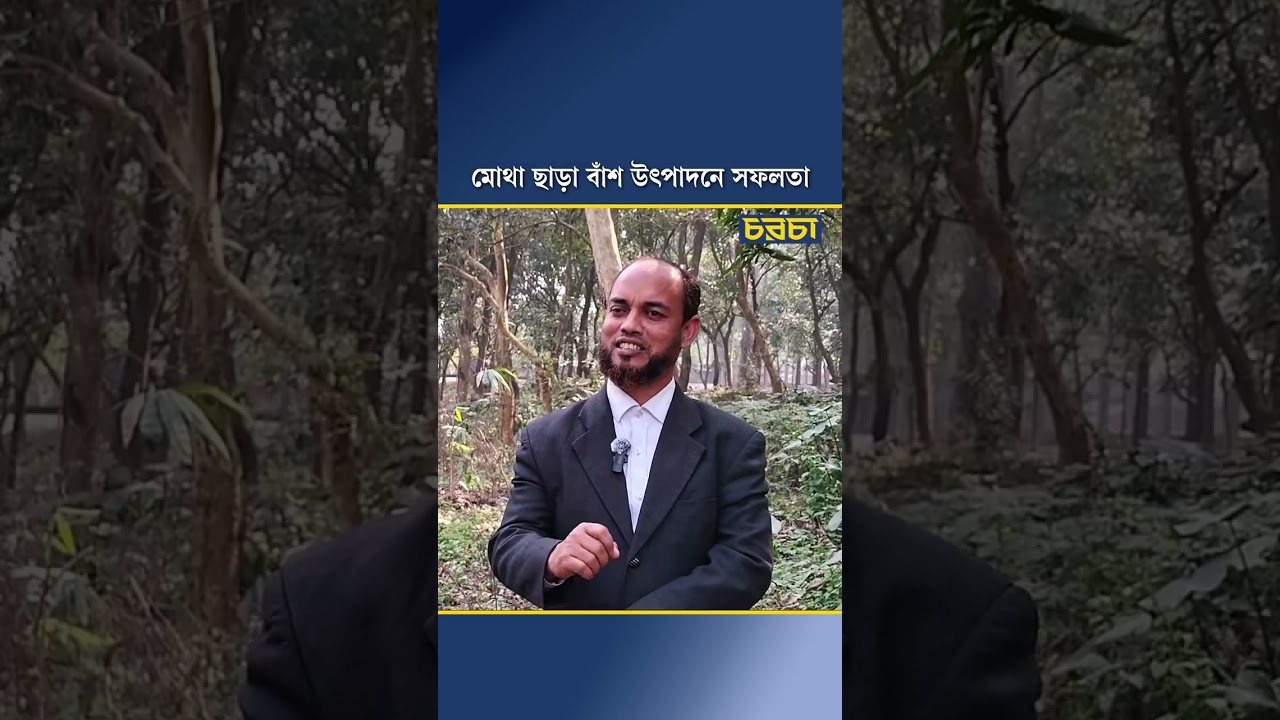 মোথা ছাড়া বাঁশ উৎপাদনে সফলতা