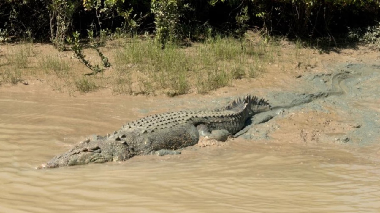 crocodile