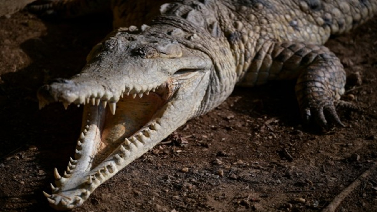crocodile