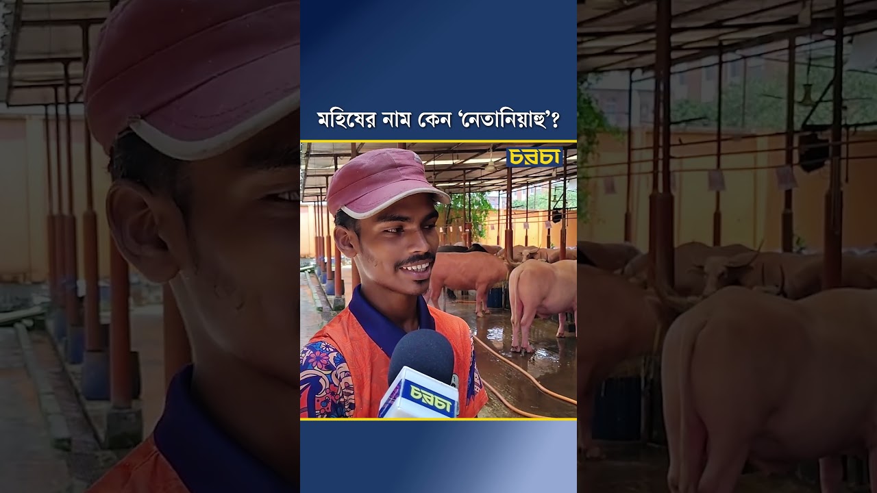 মহিষের নাম কেন ‘নেতানিয়াহু’?