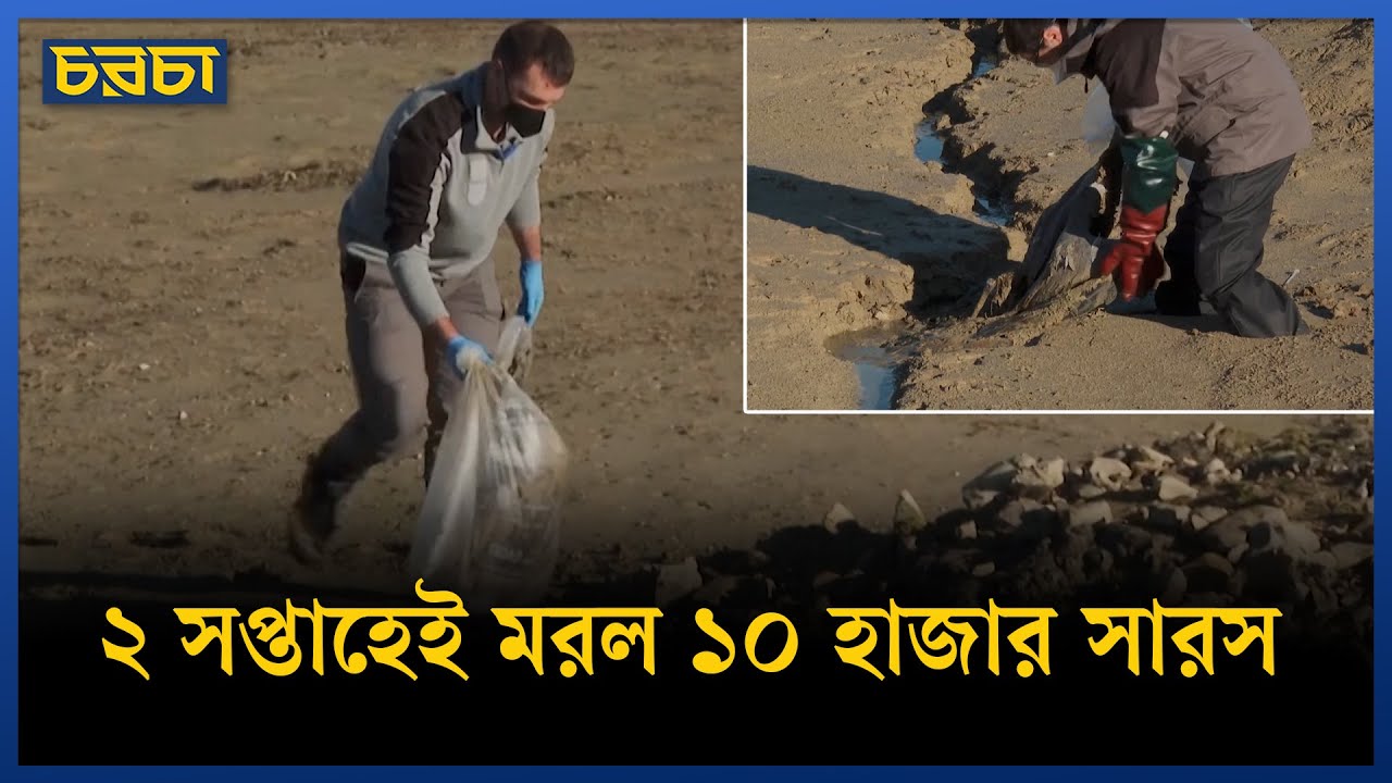 সারস