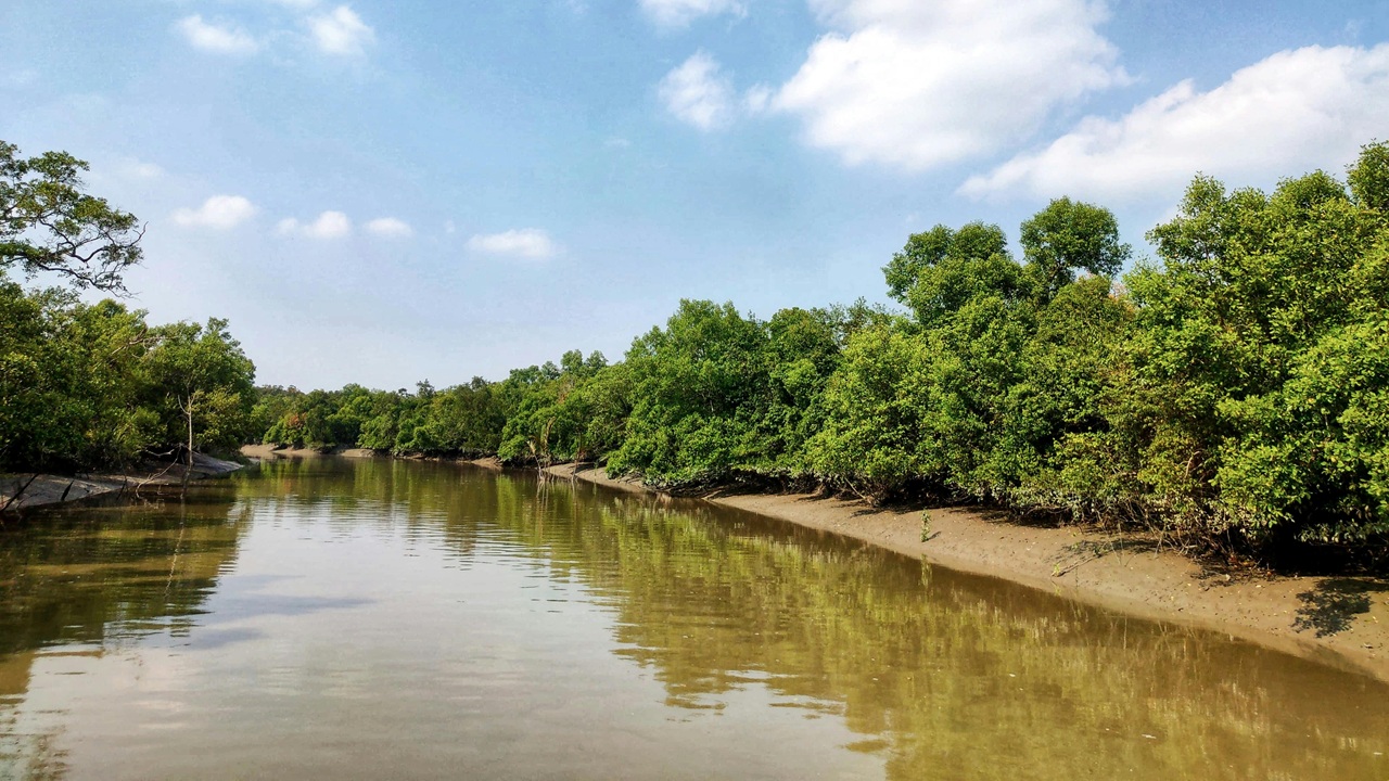 sundarban
