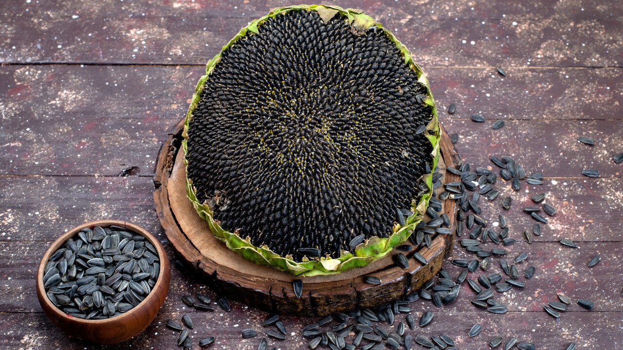 sunflower seed