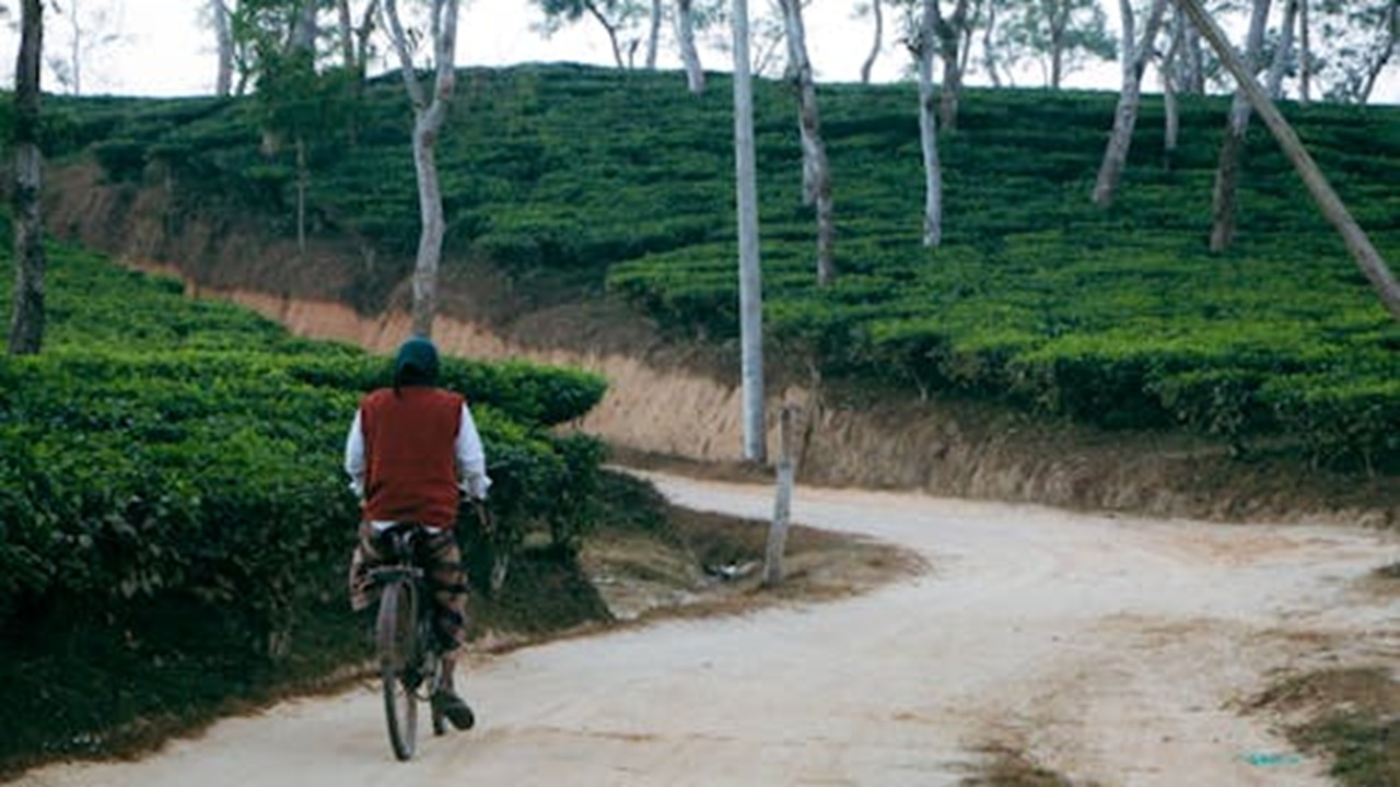 tea garden