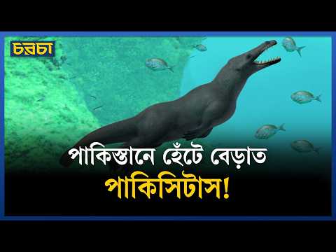 ভারত, পাকিস্তানে ঘুরে বেড়াত চার পায়ের তিমি, আকার ছিল ছাগলের!