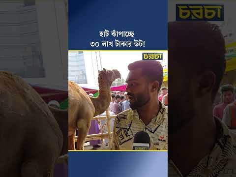হাট কাঁপাচ্ছে ৩০ লাখ টাকার উট!